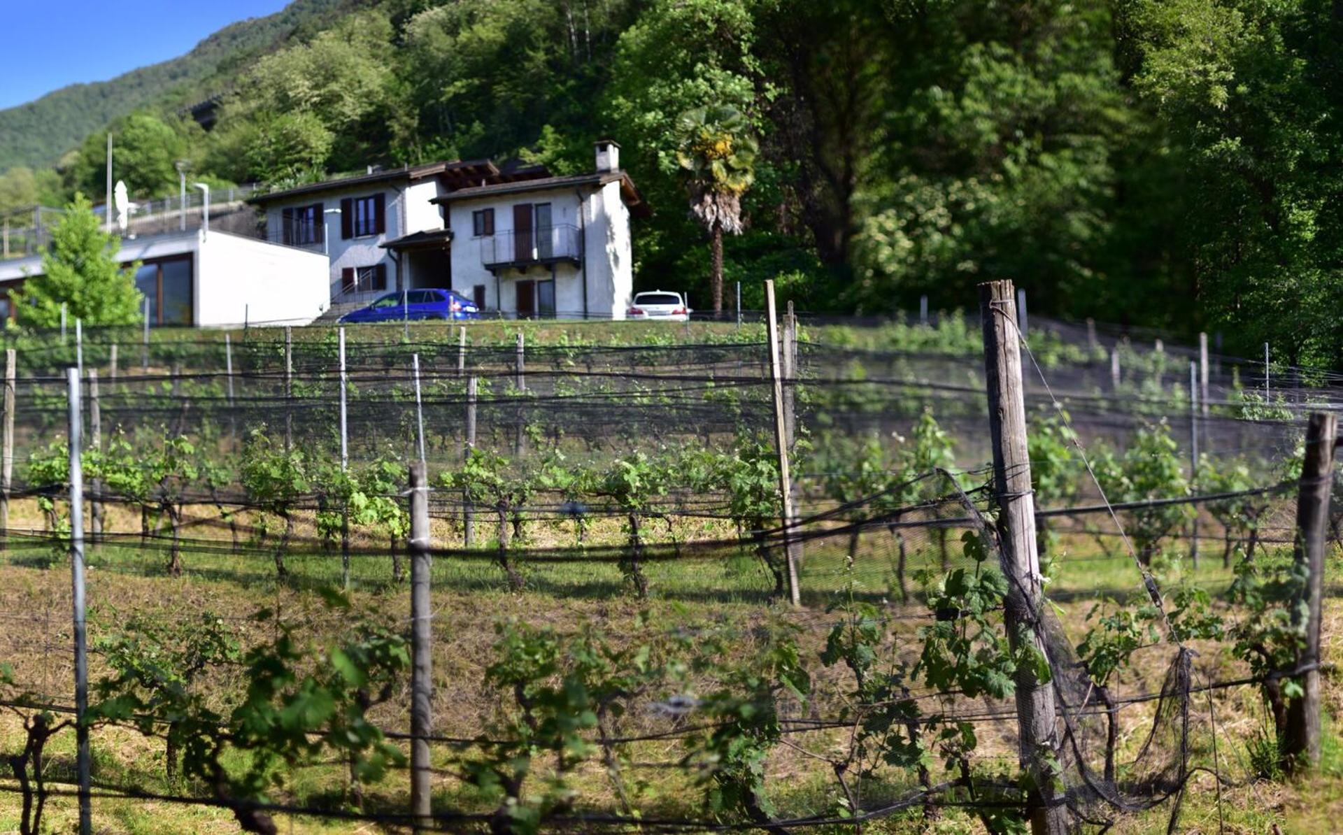Bed and Breakfast Viva Bacco Gambarogno Екстер'єр фото