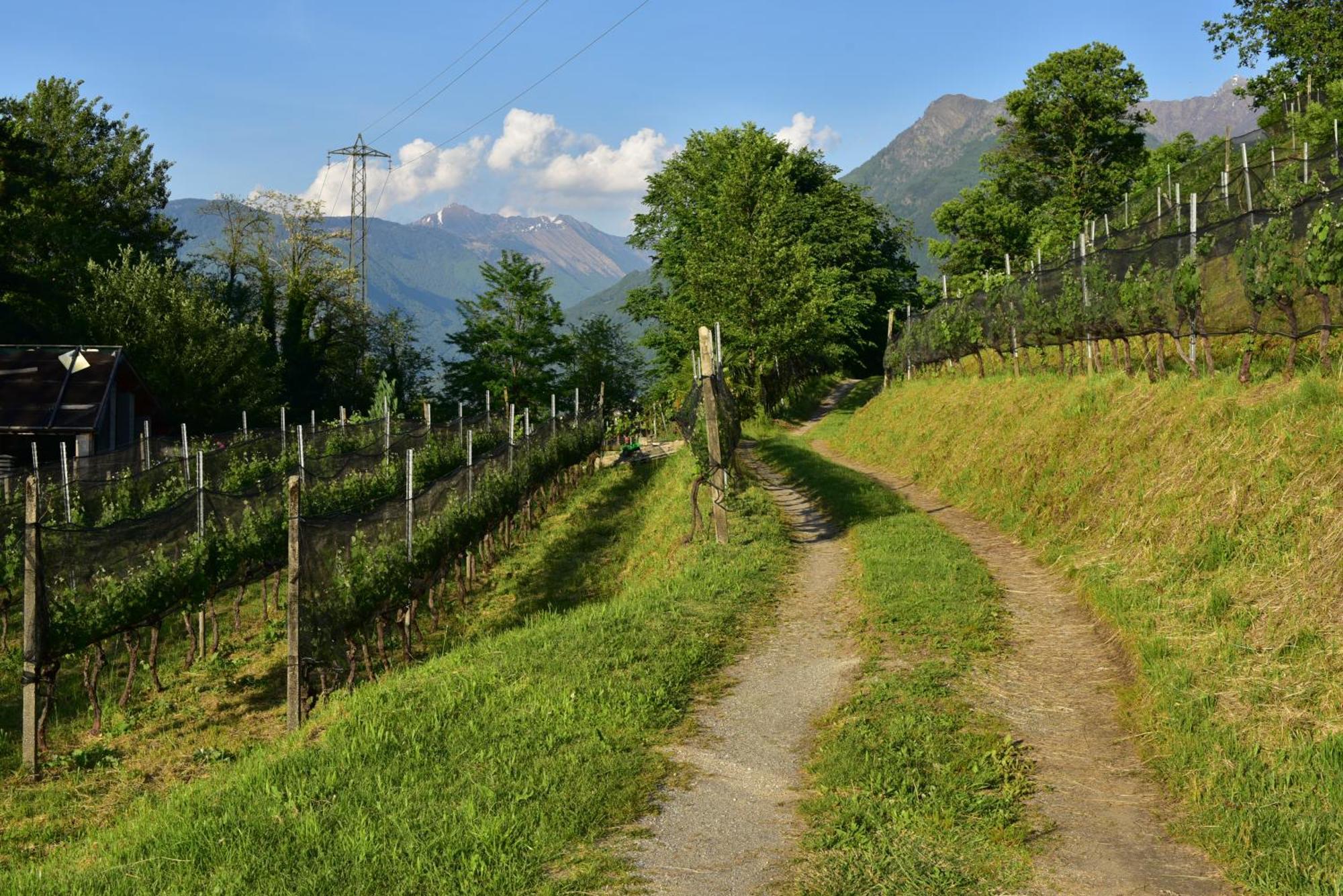 Bed and Breakfast Viva Bacco Gambarogno Екстер'єр фото